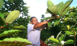 Read more about the article Indonesia Pushes for Kratom Trade Regulations to Strengthen Agricultural Sector and Boost Exports