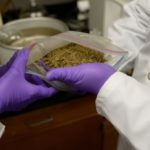 USDA Awards $650,000 Grant to UF/IFAS for Kratom Research