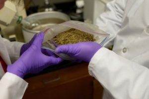 Read more about the article USDA Awards $650,000 Grant to UF/IFAS for Kratom Research