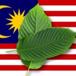 Officials in Northern Malaysia Push for Kratom Legalization Amid Evolving Drug Policies