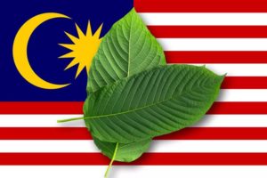 Read more about the article Officials in Northern Malaysia Push for Kratom Legalization Amid Evolving Drug Policies