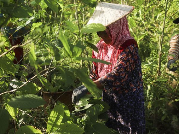 kratom farmer